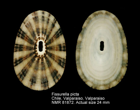 Fissurella picta (2).jpg - Fissurella picta(Gmelin,1791)